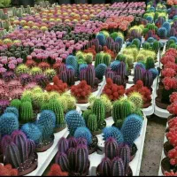 فروش رنگ استاتیک نو زیر قیمت