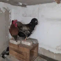 خروس