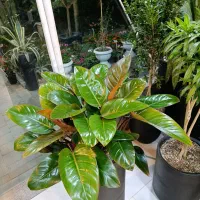 کاکتوس پرنده بهشتی نخل اریکا نیکولای پیله موآ