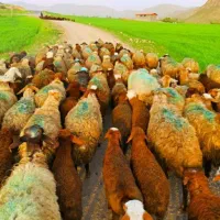 گوسفند تعاونی کم دنبه و پر گوشت ضمانتی به شرط پخت