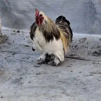 خروس