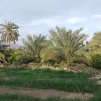 فروش باغ نخل