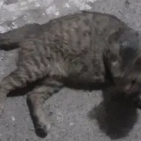 گربه ماده