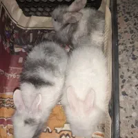 بچه خرگوش