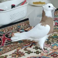 کبوتر طوقی گمشده