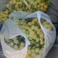 انگور کشمشی