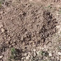 کود مرغ|گل و گیاه طبیعی|بلداجی, |دیوار