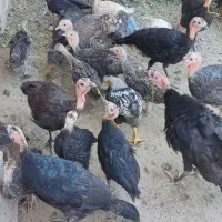 جوجه بوقلمون