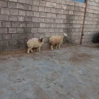 ۲راس بره ماده شیر مست مناسب داشت