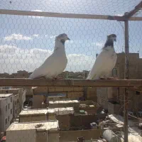 کفتر|پرنده|قدس, شهر‌قدس|دیوار