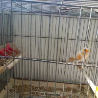 جوجه موزاییکی تازه دون خور