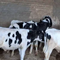 ۱۲راس هلیشتاین نر ۱۳۵کیلو درجه یک تمام واکسینه
