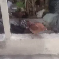 جوجه مرغ