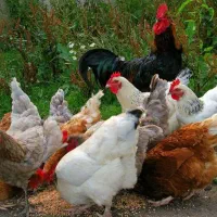 مرغ، خروس، اردک،غاز ،