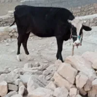شنگول اول گوساله 5ماهه