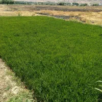 نشای برنج چمپا / تیم تولکی /