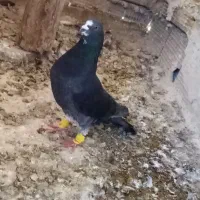 کفتر زاغ صید پرشی مسافتی پلاکی المانی