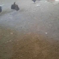 مرغ