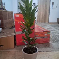 گل گلدان