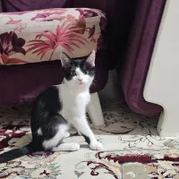 گربه dsh