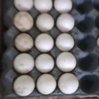 تخم اردک اسرائیلی نطفه دار