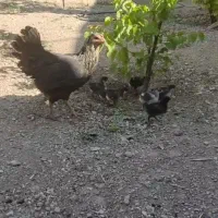 مرغ و خروس