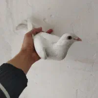 کفتر یهودی