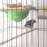 سهره چونه نقطه وماده قناری زردتازه جفت بشرط