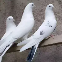 کبوتر پرشی مهران