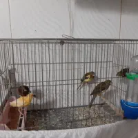 قناری نر سبز مست