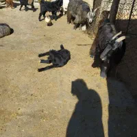 بزو بز غاله