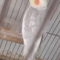 عروس هلندی نر سخنگو