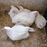 مرغ گوشتی زنده راس