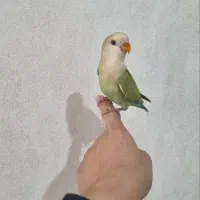 جوجه طوطی برزیلی