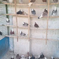کبوتر.  فروشی  به علت شکایت همسایه
