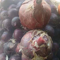 فروش پیاز قرمز بناب وزرد سفید