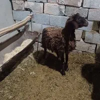 بره نر ریز