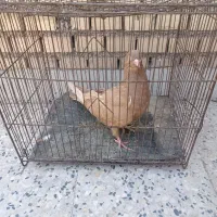 کفتر
