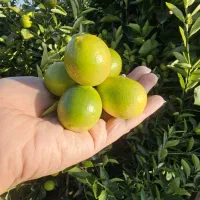 فروش کلی نهال