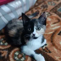 گربه ی پرشین