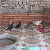 کبوتر رنگی ملاثانی