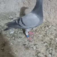 ۱۵عدد جوجه پلاکی مسافتس