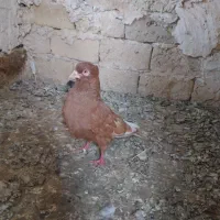 زرددم سفید کبوتر۱۲۰۰