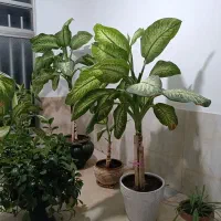 گل دیفن|گل و گیاه طبیعی|قروه, |دیوار