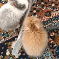 خرگوش لوپ فروخته شد