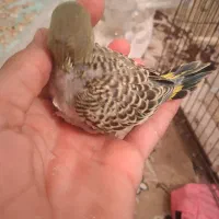 جوجه مرغ عشق سرلاکی