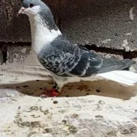 ساده مگسی نر بزن بهادر