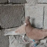 کبوتر پلاکی جفت