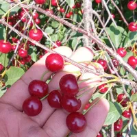 آلبالو درجه یک