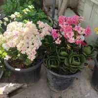 گل اپارتمانی